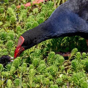 Australian Swamphen feeding chick