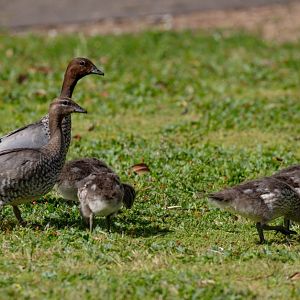 Australian Wood Ducklings