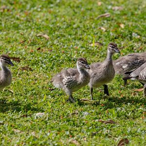 Australian Wood Ducklings