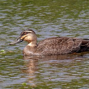 Pacific Black Duck