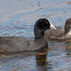 Coot and chick