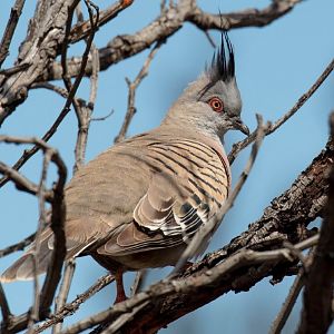 Crested Pigeon