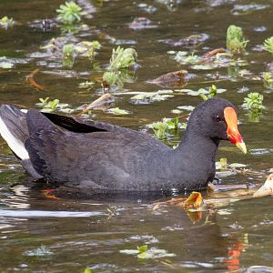 Dusky Moorhen