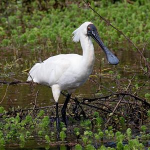 Royal Spoonbill