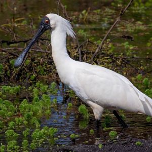 Royal Spoonbill