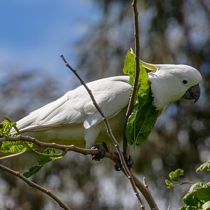 Sulphur-crested Cockatoo