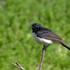 Willie Wagtail