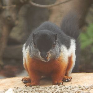 Sumatran Prevosts squirrel 210421