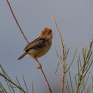 Golden-headed Cisticola