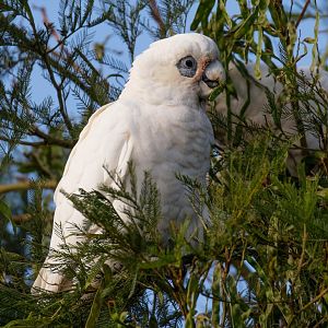Little Corella