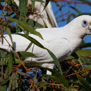 Little Corella