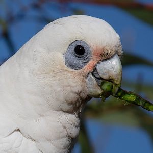 Little Corella