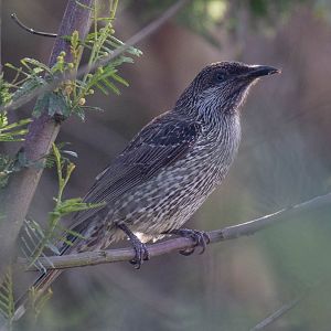 Little Wattlebird