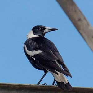 Australian Black-backed Magpie
