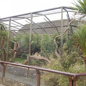 Malayan binturong enclosure 210421