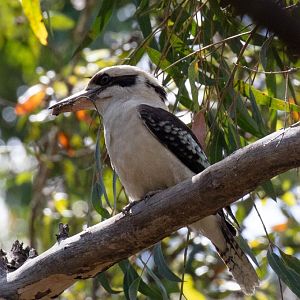 Kookaburra with a meal
