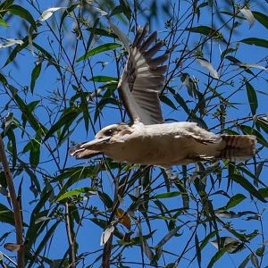 Kookaburra