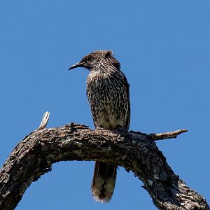 Little Wattlebird