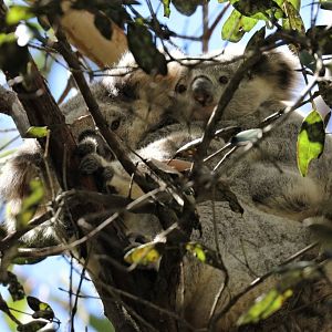 Koala and joey