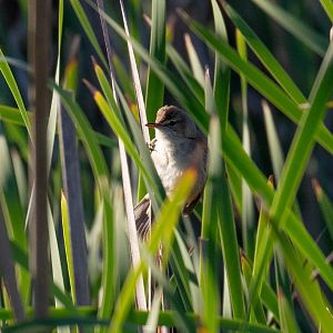 Australian Reed Warbler