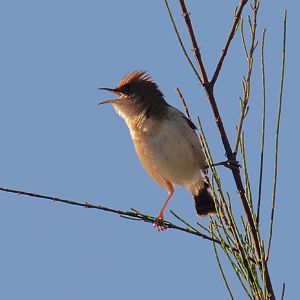 Golden-headed Cisticola