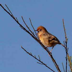 Golden-headed Cisticola