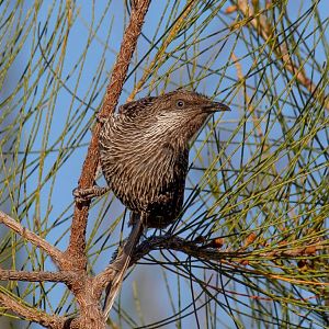 Little Wattlebird