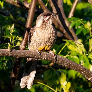 Red Wattlebird