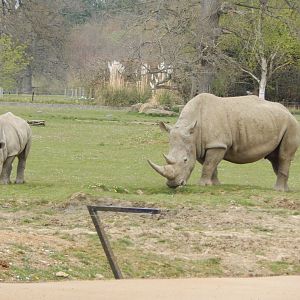 Southern white rhinoceroses 210421