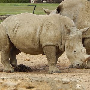 Southern white rhinoceros juvenile 210421