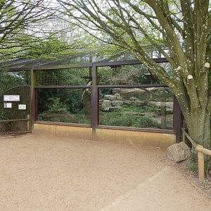 Indochinese clouded leopard enclosure 210421