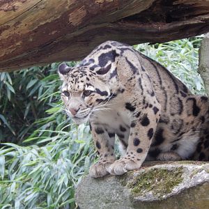 Indochinese clouded leopard 210421