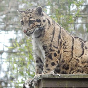 Indochinese clouded leopard 210421