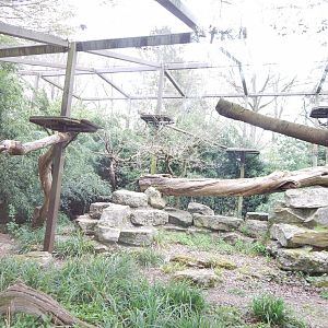 Indochinese clouded leopard enclosure 210421