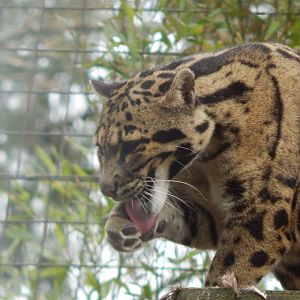 Indochinese clouded leopard 210421