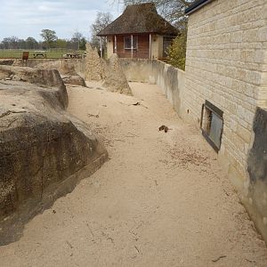 Dwarf mongoose exhibit 210421