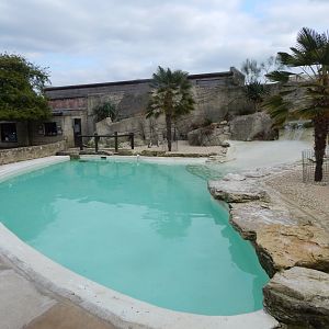 Humboldt penguin exhibit 210421