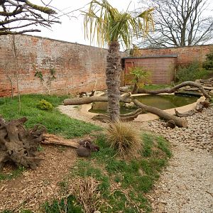 Asian small-clawed otter enclosure 210421