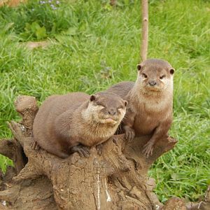 Asian small-clawed otters 210421