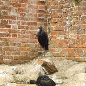 African openbill 210421