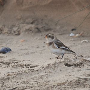 Snow Bunting at Titchwell Marsh, 24th October 2021