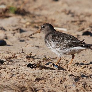 Purple Sandpiper at Titchwell Marsh, 24th October 2021