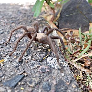 wild tarantula on path