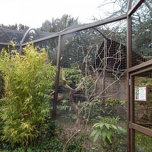Wrinkled hornbill aviary 210421