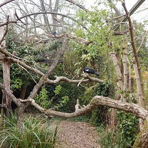 Blue-throated piping-guan aviary 210421