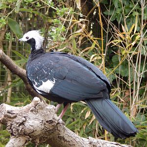 Blue-throated piping-guan 210421