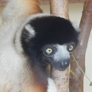 Crowned sifaka 210421