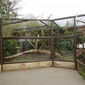 Crowned sifaka enclosure 210421