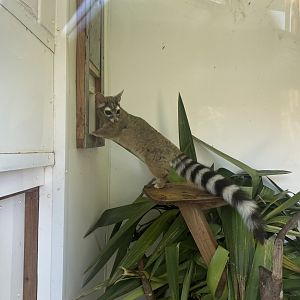 Ringtail 010621