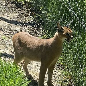 Caracal 010621